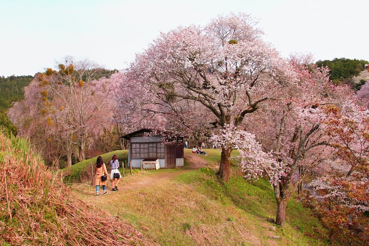 Mt. Yoshino, Nara Prefecture, Japan. Photo by Adriana Prudencio, Unsplash