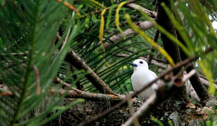 Sooty Tern