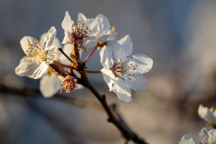 Royal Botanic Gardens Kew Richmond UK. Photo by Bamse RB, Unsplash