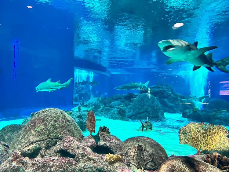 Scottsdale OdySea Aquarium 