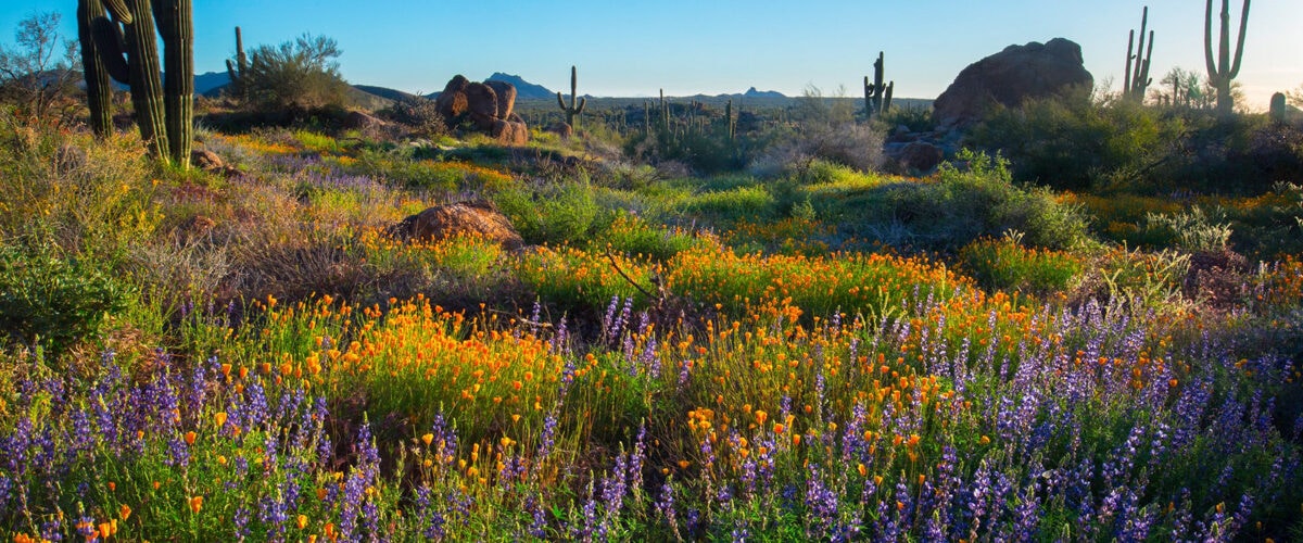 Scottsdale Wildflowers and saguaro cacti along the Granite Mountain Loop Trail in Scottsdale's McDowell Sonoran Preserve. Credit Joel Hazelton for Experience Scottsdale