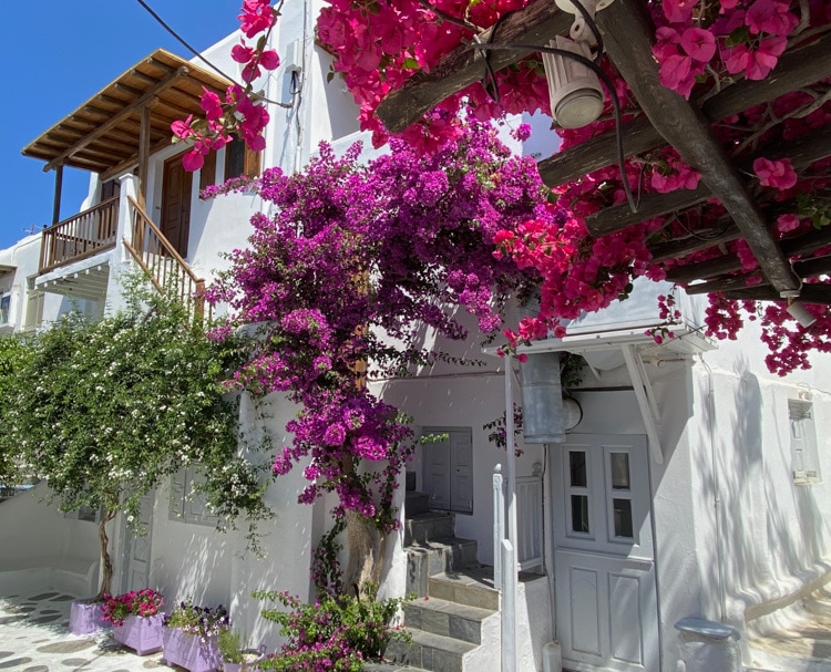 Bougainvillea adorns white-washed houses and shops throughout Mykonos Town