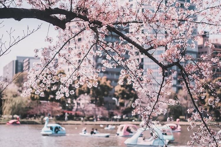 Ueno Park, Tokyo, Japan. Photo by Redd F, Unsplash