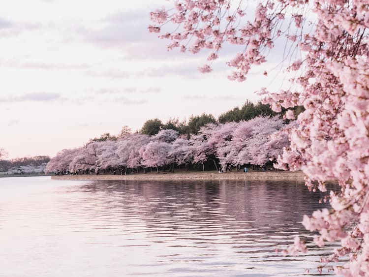 bunga sakura Washington DC.  Foto oleh Mark Tegethoff, Unsplash