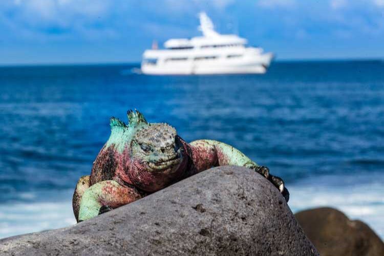 Small Ship Cruise in the Galapagos Islands