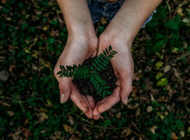 Hands holding a plant. Photo by Noah Buscher, Unsplash