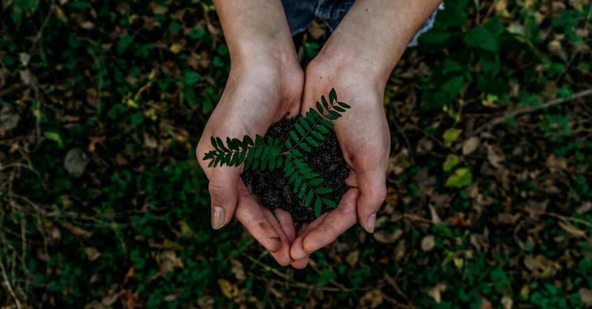 Hands holding a plant. Photo by Noah Buscher, Unsplash