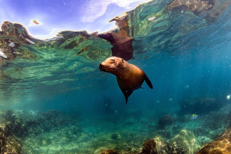 Seal swimming in Galapagos