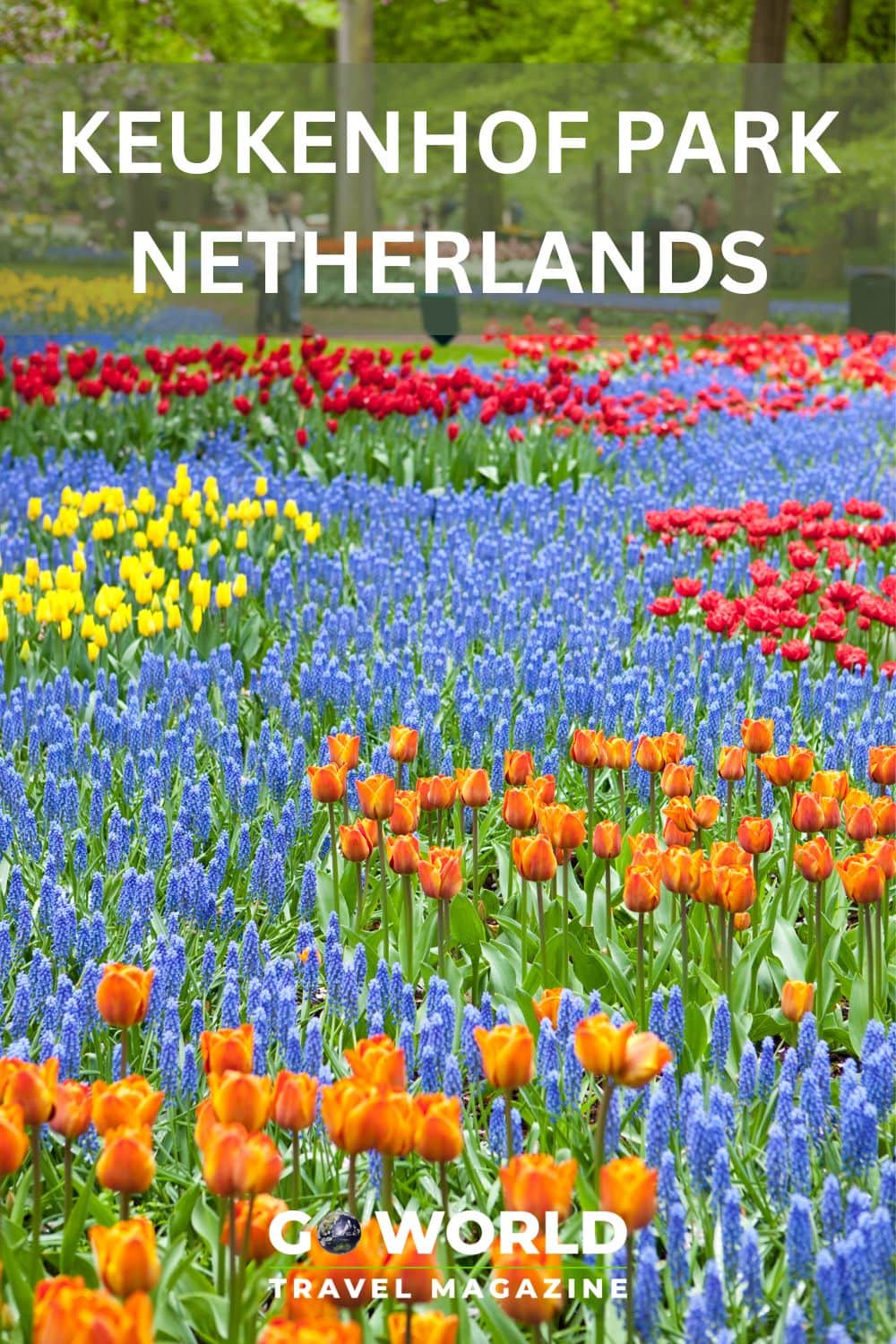 The Keukenhof, Netherlands is named the Garden of Europe and is a perfect spring excursion from Amsterdam to see the country's famous tulips. #Netherlands #Keukenhofpark