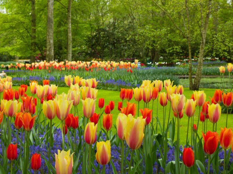 Keukenhof Gardens Visitor Guide, Netherlands
