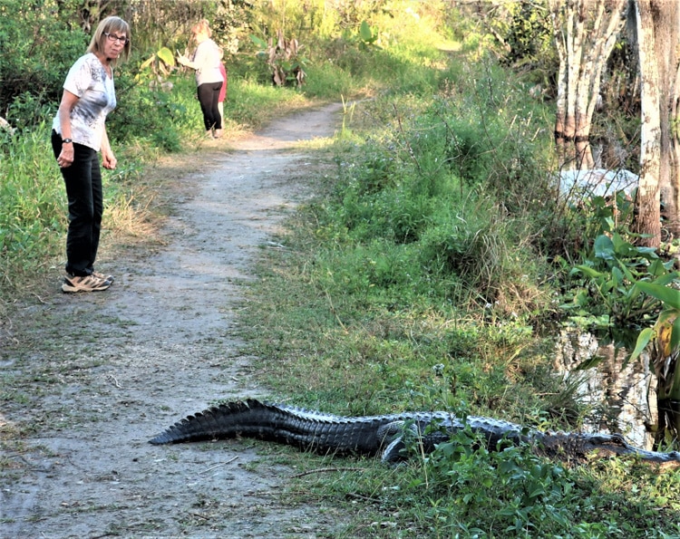A cautious hiker passes an alligator at a preserve in Lee County, Florida