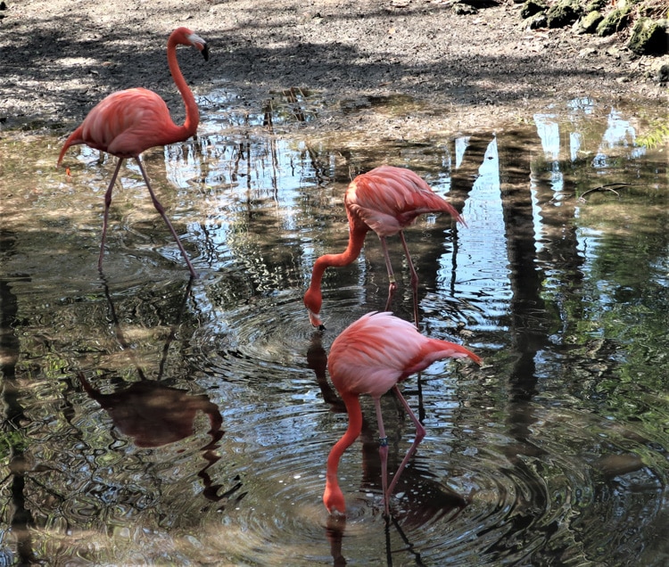 Wildlife flamingos
