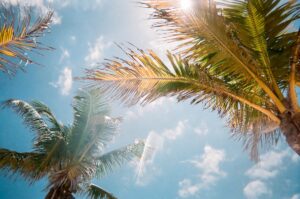 Palm trees in the sun. Photo by Jorge Vasconez, Unsplash
