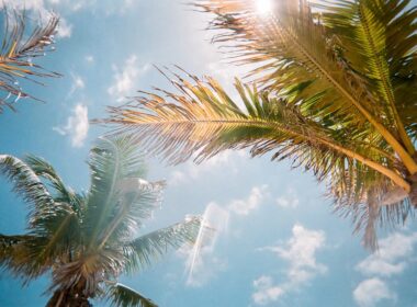 Palm trees in the sun. Photo by Jorge Vasconez, Unsplash
