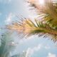 Palm trees in the sun. Photo by Jorge Vasconez, Unsplash