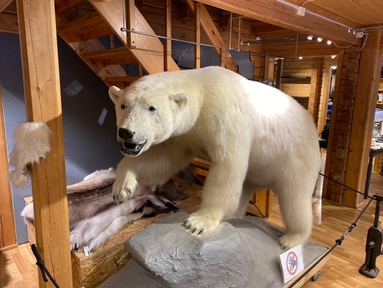 Polar bear on display