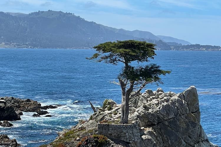 The Lone Cypress. Photo by Debbie Stone