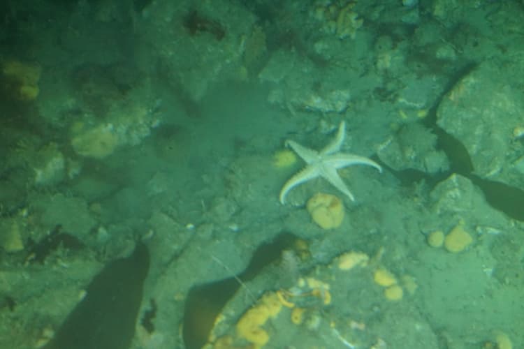 A sea star on the sea floor. Photo by Sarah Kuta