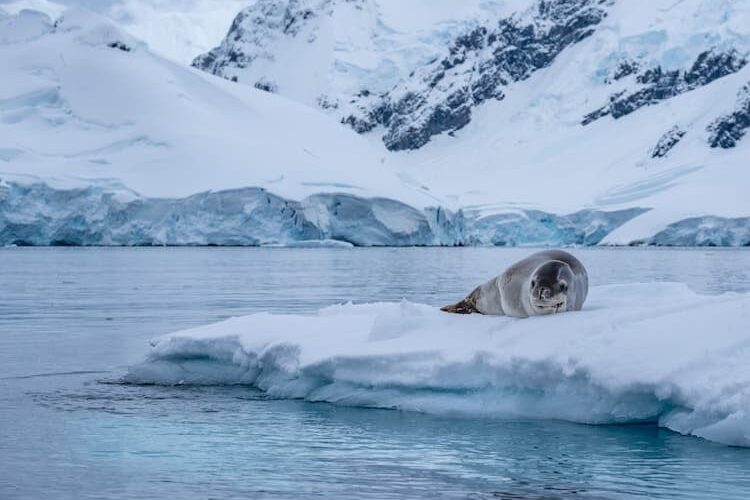 Satwa liar Antartika.  Foto oleh Susy Gutler
