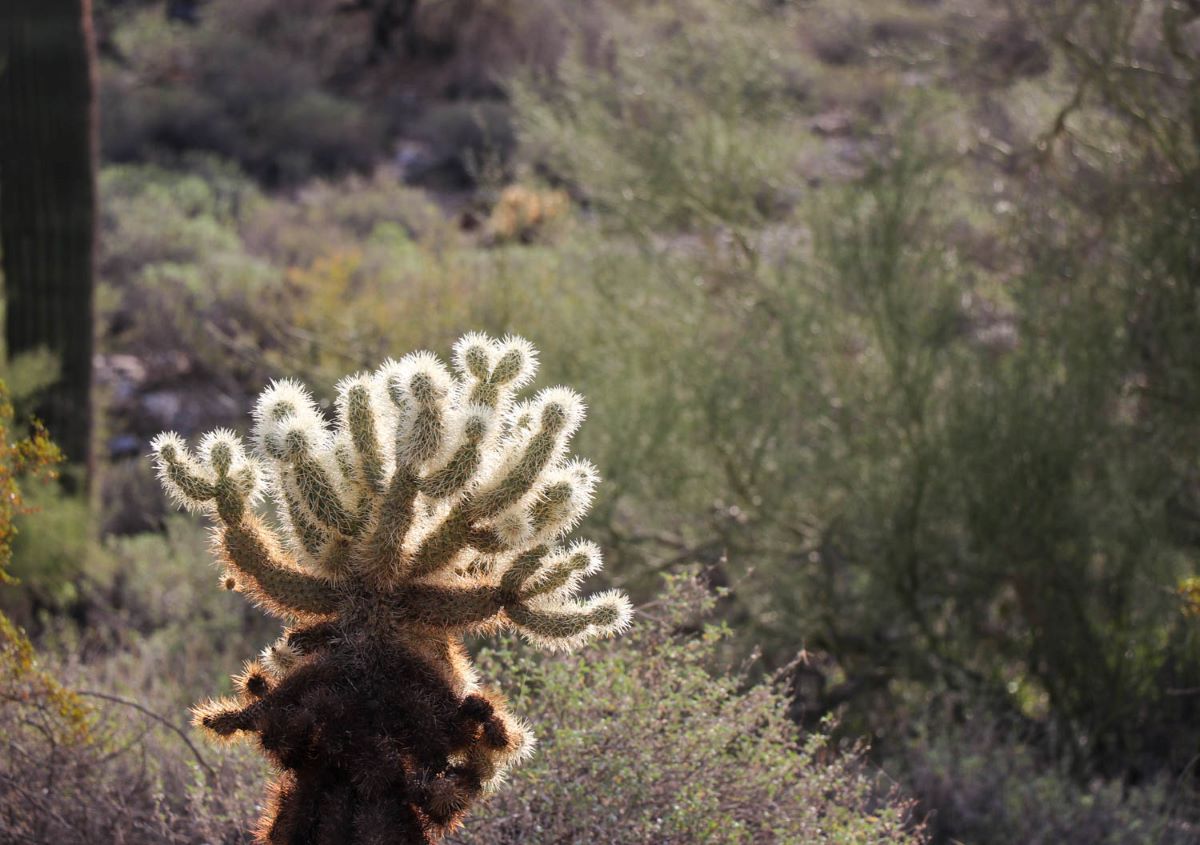 Best of Scottsdale. Cactus on hike in McDowell Sonoran Preserve