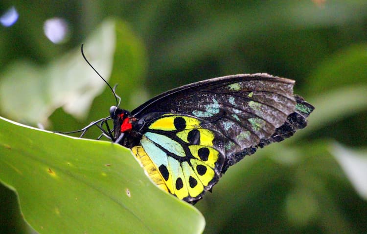 Kupu-kupu Cairns Birdwing di Kuranda Butterfly Sanctuary.  Foto oleh Ayan Adak