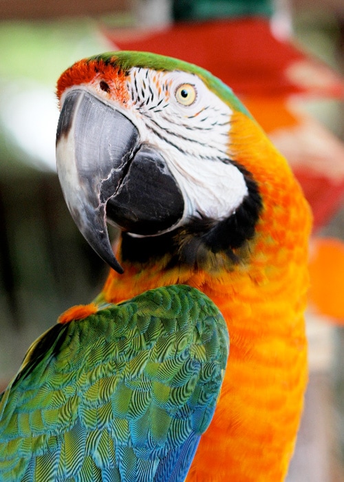 Happy parrots greet you as you enter The Everglades Wonder Garden in Bonita Springs, Florida