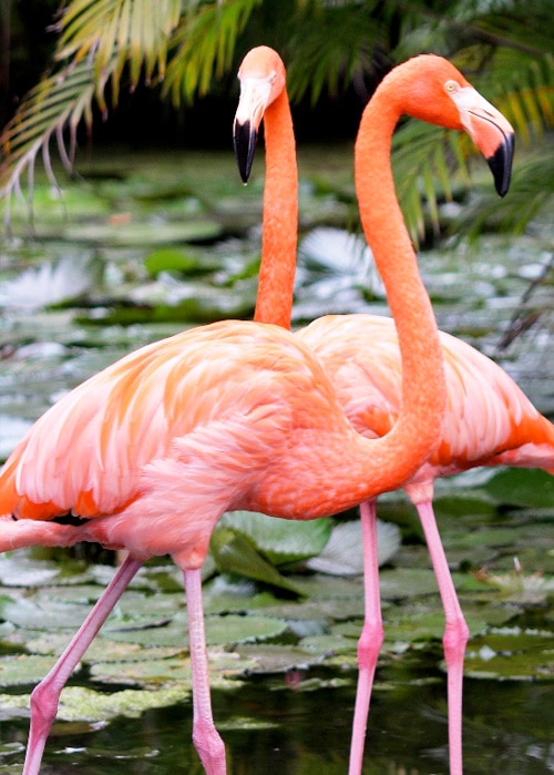 A very happy flamingo resides at the Everglades Wonder Garden in Bonita Springs, Florida