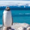 Penguin di Antartika.  Foto oleh Dagny Ivarsdottir, Pinterest