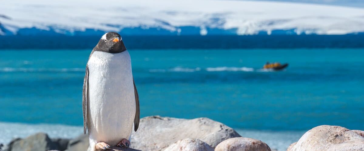 Penguin in Antarctica. Photo by Dagny Ivarsdottir