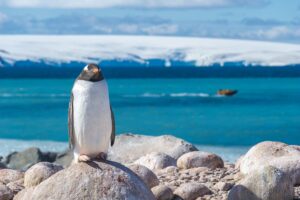 Penguin in Antarctica. Photo by Dagny Ivarsdottir