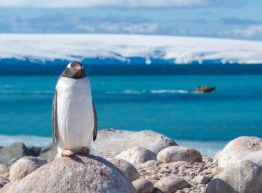 Penguin in Antarctica. Photo by Dagny Ivarsdottir
