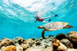 Ultimate Guide to the best snorkeling spots in Hawaii. Image by blueorangestudio via Canva