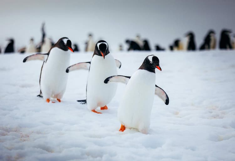 Tiga Penguin.  Foto oleh Susy Gutler