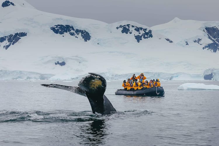 Whale watching. Photo by Susy Gutler