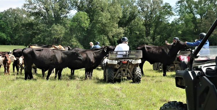 Meeting cows on a very intimate level on the Great River Outdoor Adventure, one of American Cruise Lines excursion options