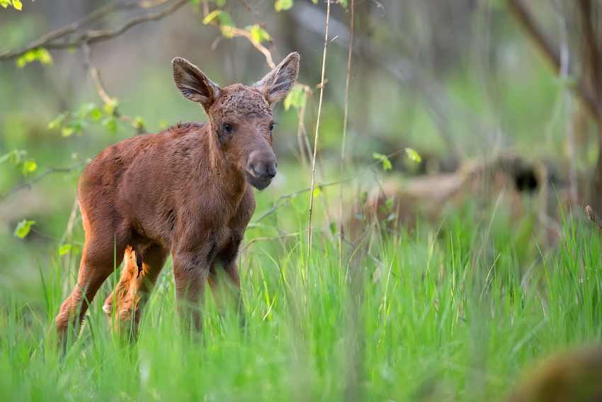 Baby moose in Alaska