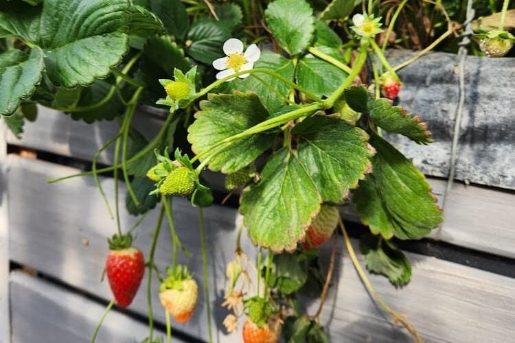 Growing strawberries. Photo by Janine Aver