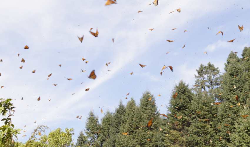 Mariposas de Mindo Butterfly Farm in Ecuador. Photo by Canva