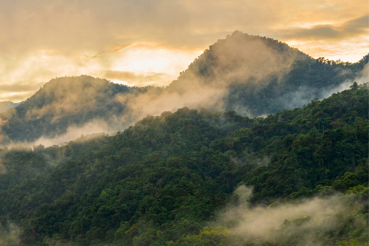 Mindo Cloud Forest, Ecuador. Photo by SL_Photography from Getty Images via Canva