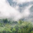 Mindo-Ecuador-Cloud-Forest