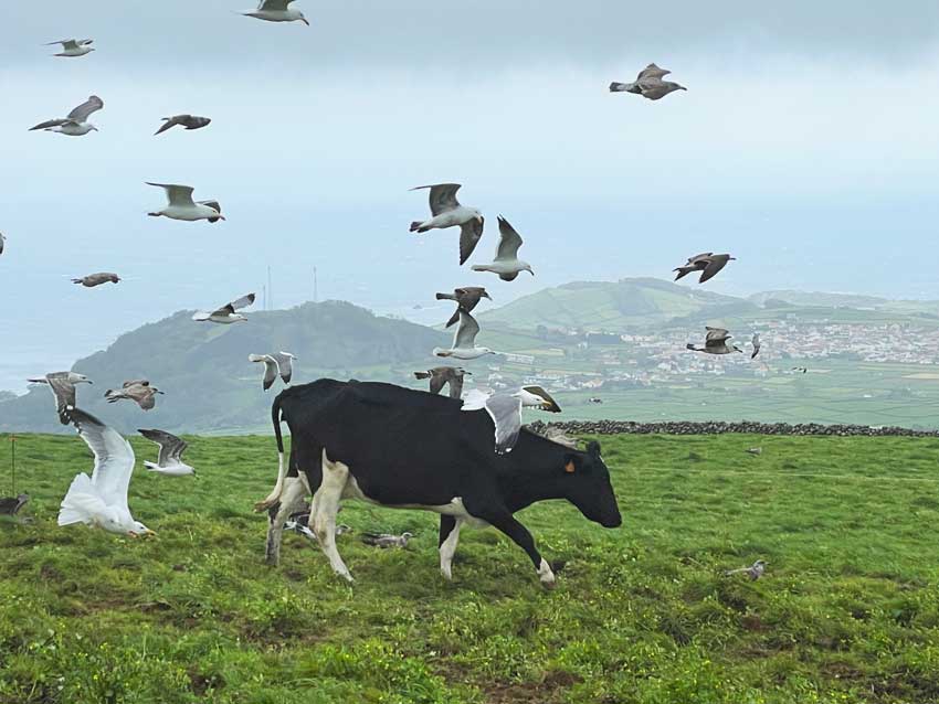 There are more cows than people on the island of Terceira