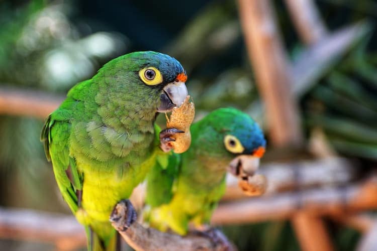 Parrots in Puerto Vallarta, Jalisco, Mexico. Photo by Mario Mendez, Unsplash
