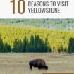 A bison grazing at Yellowstone National Park