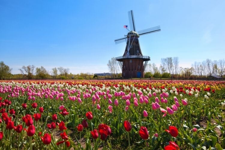 Authentic Dutch windmill in Holland, Michigan