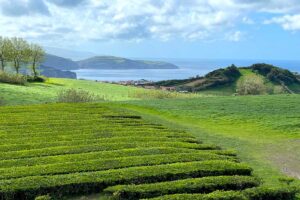 Experience Jurassic Nature in Technicolor on the Azores’ São Miguel Island