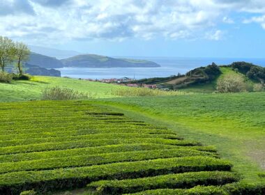 Expansive View of Tea Fields by the Sea