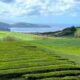 Expansive View of Tea Fields by the Sea