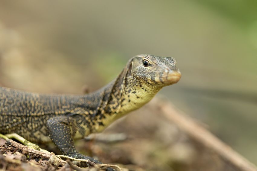 Malayan water monitor lizard spotted at Sungei Buloh Wetland Reserve