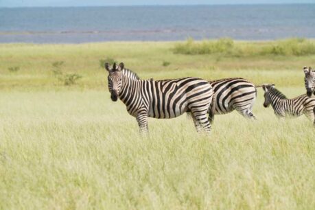 Zebras in Chobe National Park