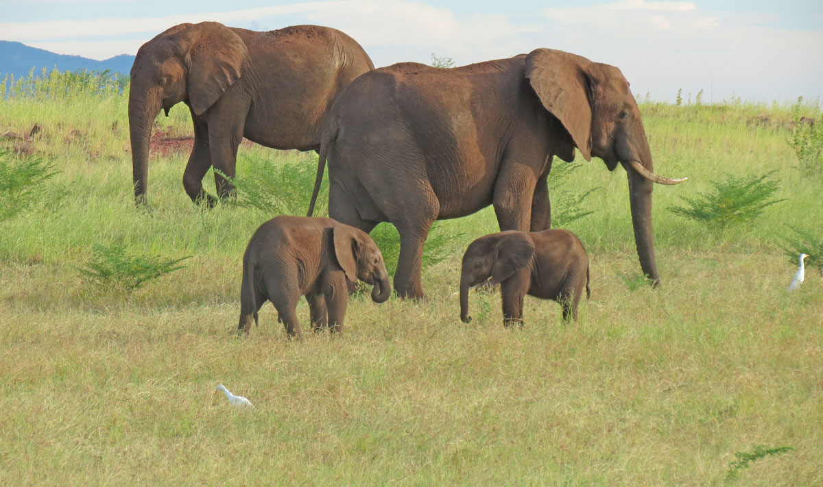 Dos elefantes bebés con sus madres en Botswana. Foto de Benjamin Reader